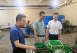 浙農(nóng)股份常務副總經(jīng)理曾躍芳來華通醫(yī)藥調(diào)研慰問